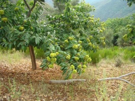 CASTAÑAS